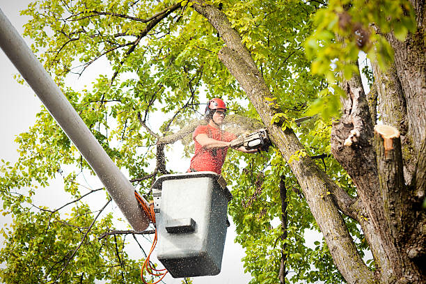 Best Tree Trimming Near Me  in King George, VA